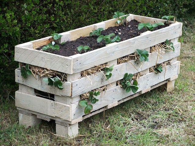 strawberry pallet planter 